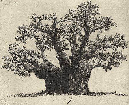 Baobá I – Gravura