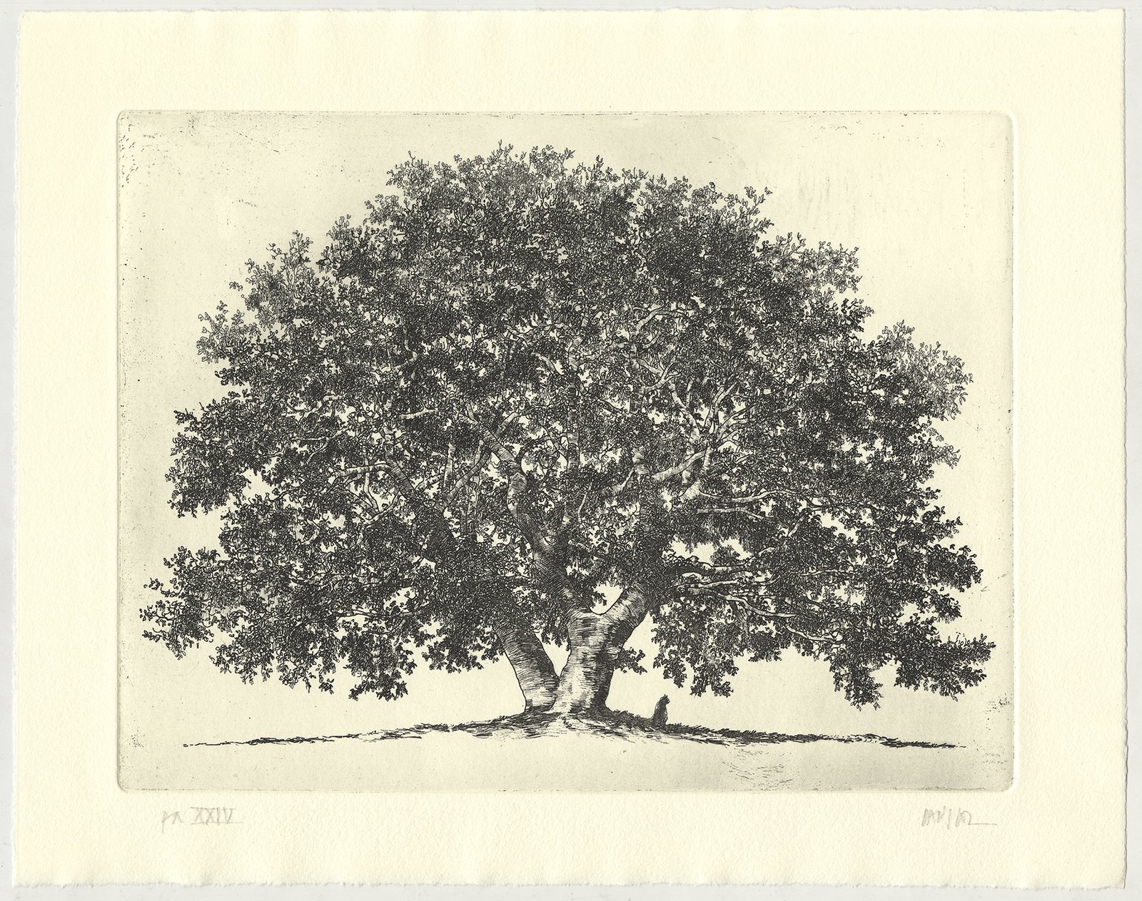 O-Gato-e-a-Copaíba_PA-24